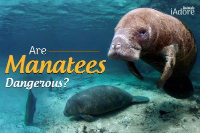 Are Manatees Dangerous? 5 Things To Know About Manatees