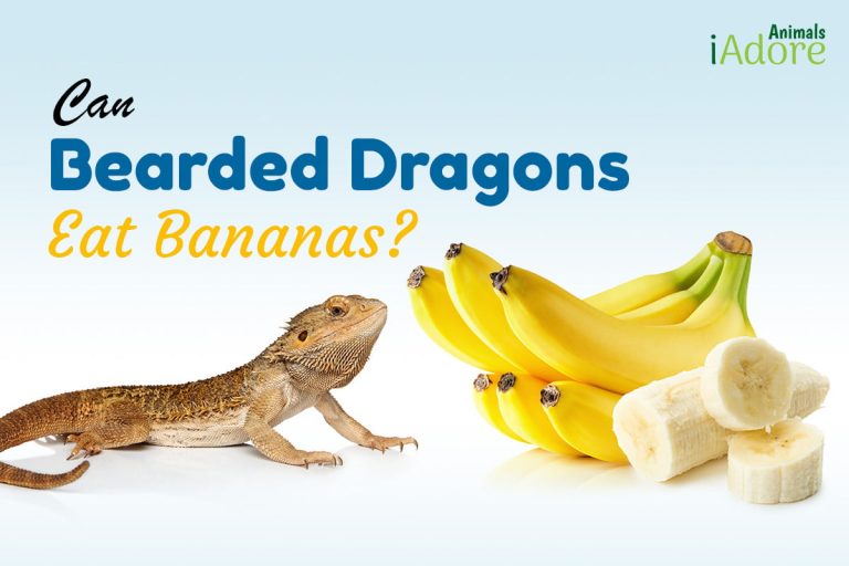 Can Bearded Dragons Eat Bananas? 3 Ways To Feed Them iAdoreAnimals