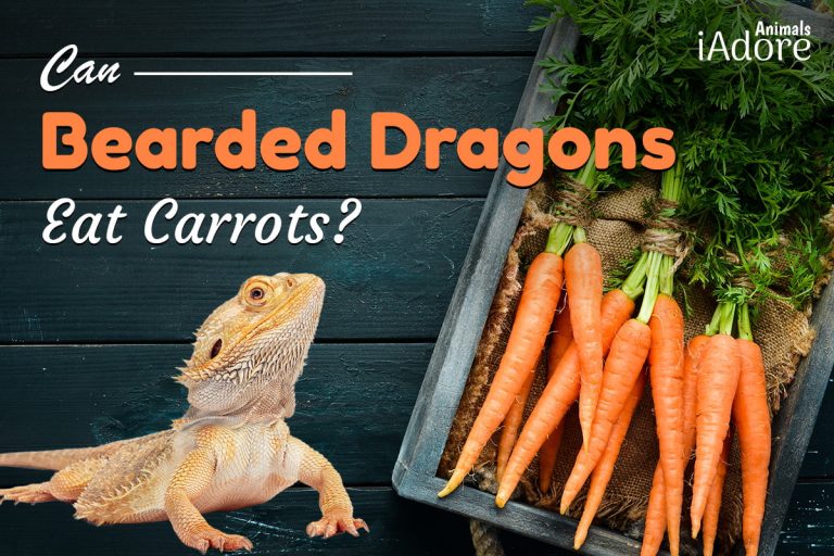 Can Bearded Dragons Eat Carrots 4 Benefits Full Guide iAdoreAnimals