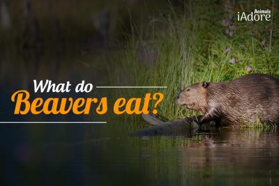 What Do Beavers Eat? 5 Foods Beavers Love