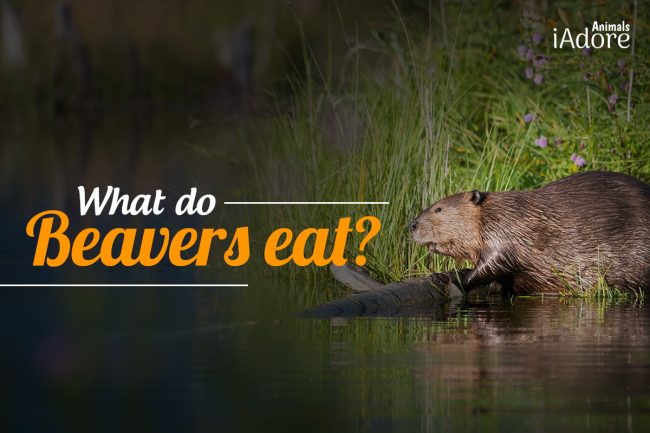 What Do Beavers Eat? 5 Foods Beavers Love