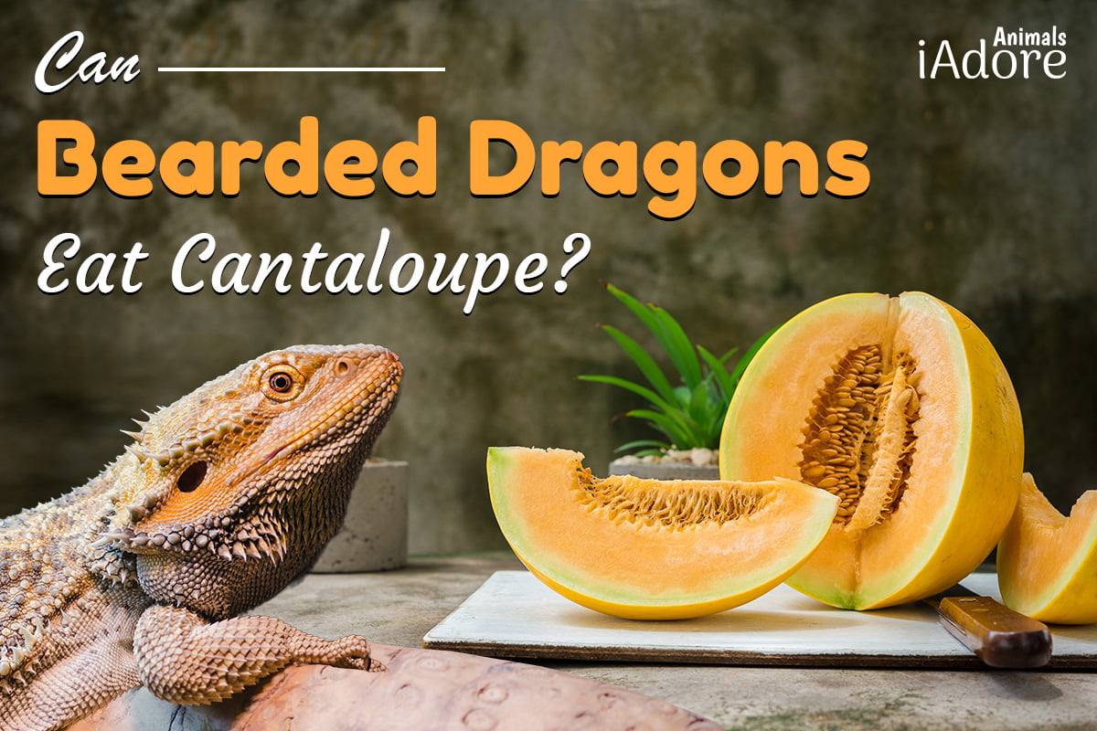 can bearded dragons eat cantaloupe