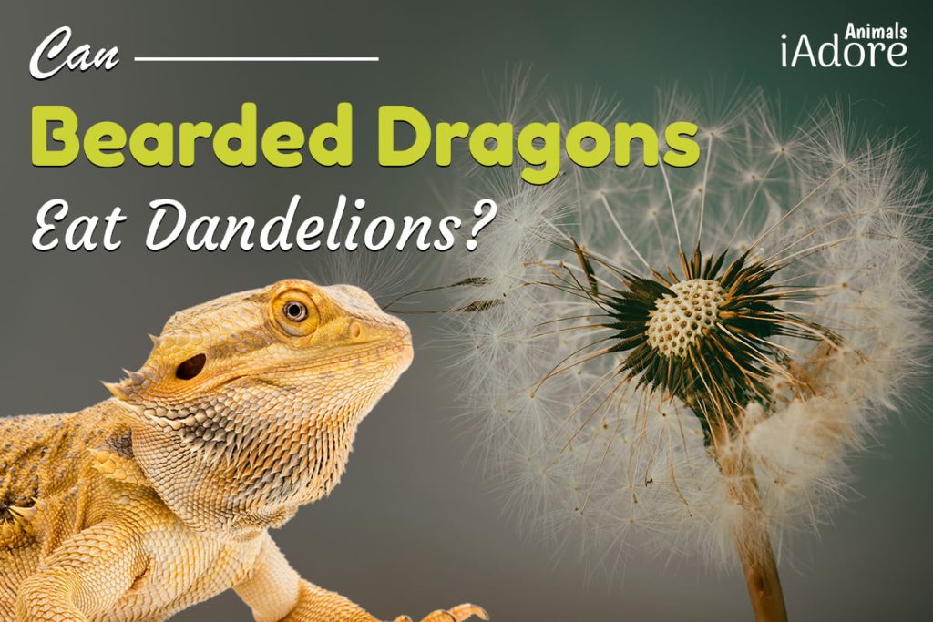 Can Bearded Dragons Eat Dandelions? 2 Benefits Full Guide iAdoreAnimals