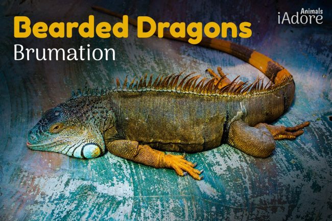 All About Bearded Dragon Brumation