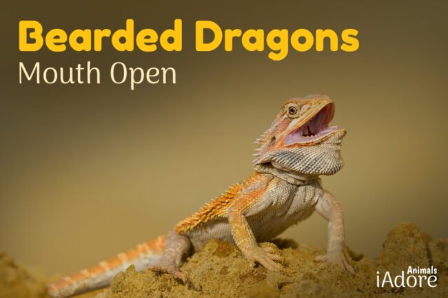 Bearded Dragon Mouth Open | 5 Reasons