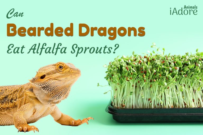 Can Bearded Dragons Eat Alfalfa Sprouts? 6 Benefits Full Guide