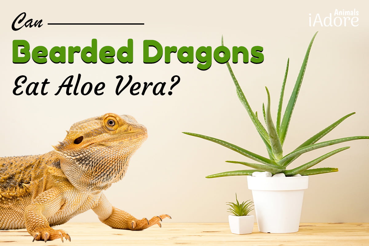 can bearded dragons eat aloe vera
