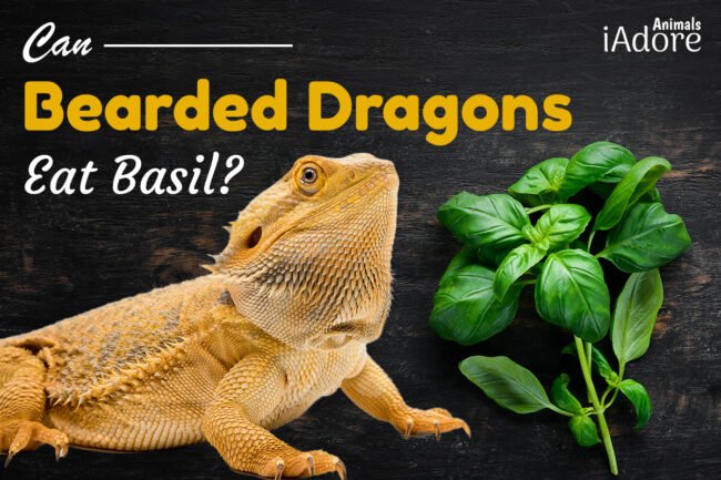 Can Bearded Dragons Eat Basil? 5 Benefits | Full Guide