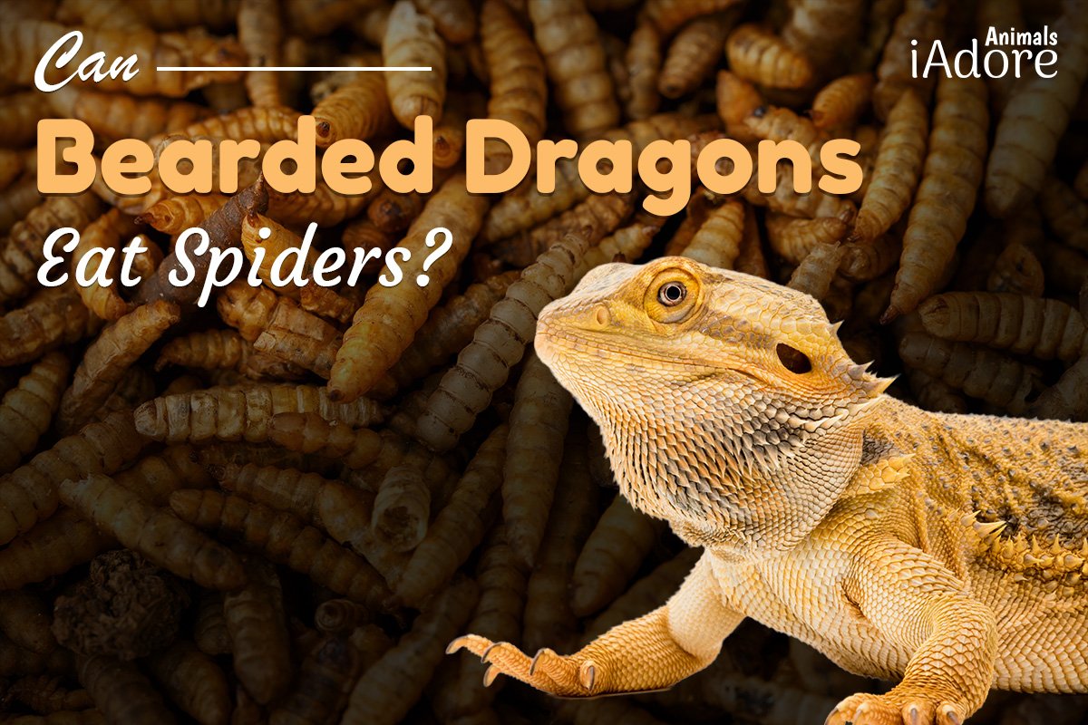 Can Bearded Dragons Eat Calci Worms