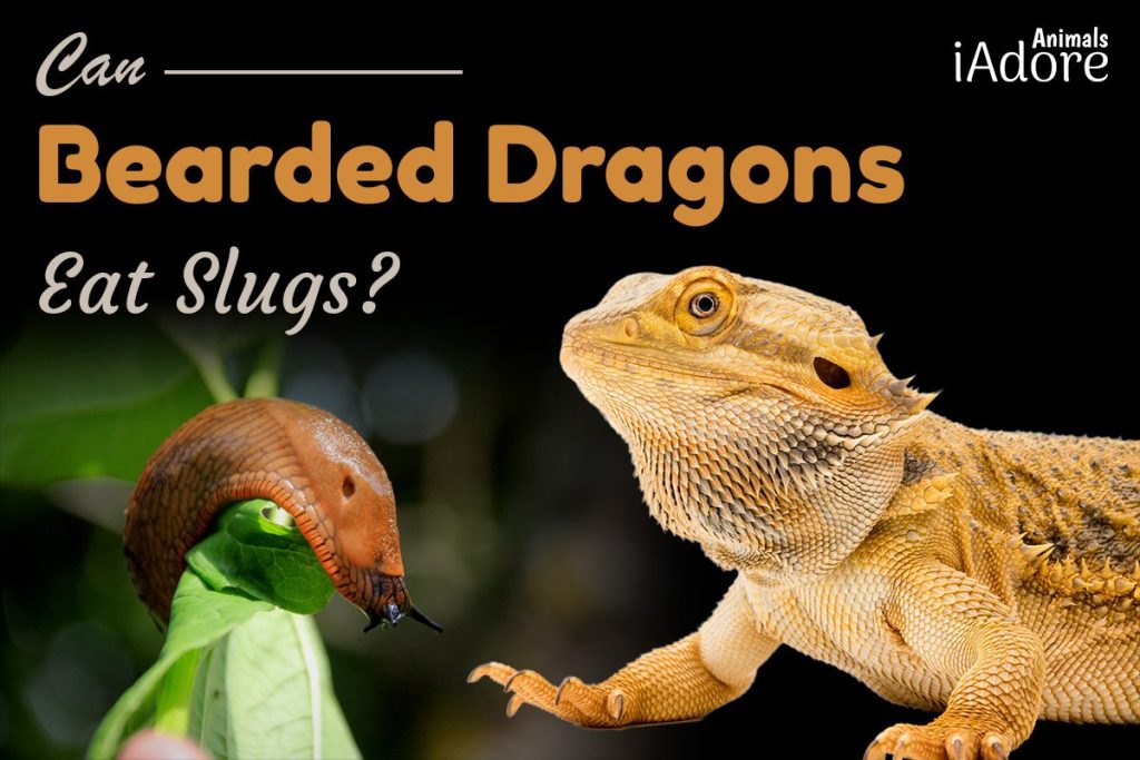 Can Bearded Dragons Eat Slugs? 4 Benefits Full Guide iAdoreAnimals