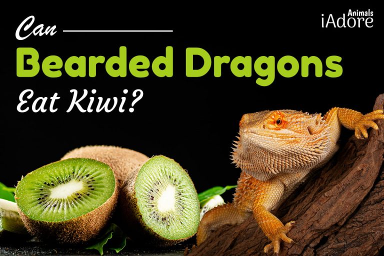 Can Bearded Dragons Eat Grapes? 3 Benefits Full Guide iAdoreAnimals