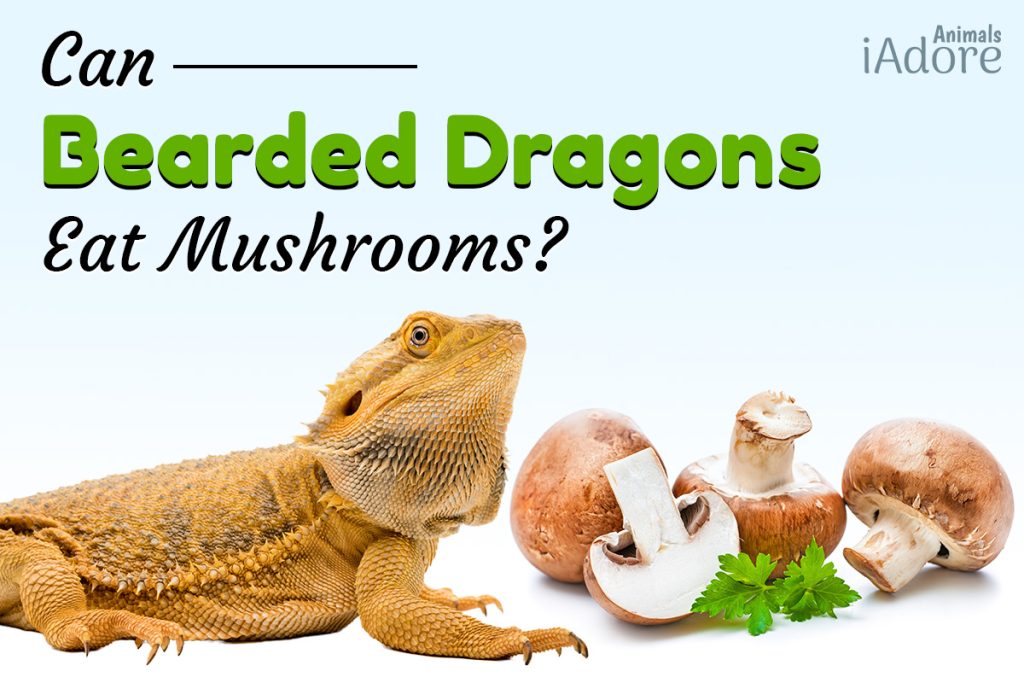 Can Bearded Dragons Eat Mushrooms? 3 Risks Full Guide iAdoreAnimals