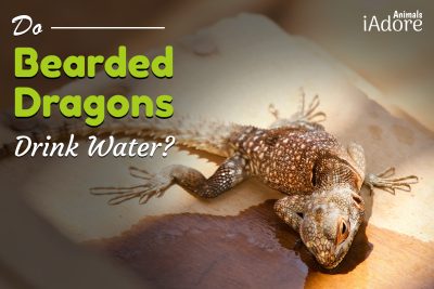 Do Bearded Dragons Drink Water
