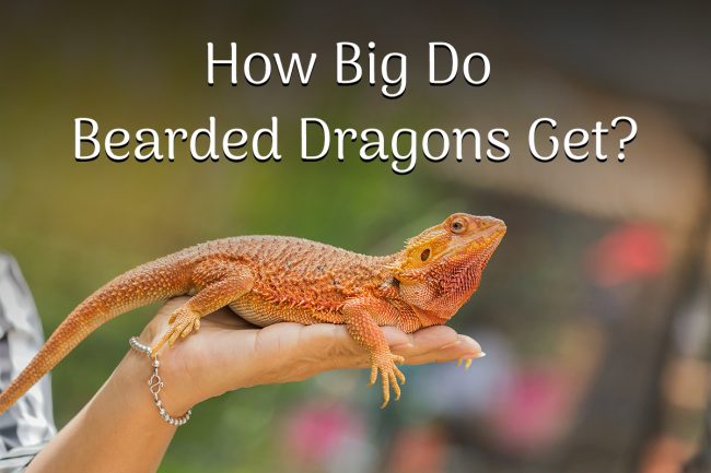 How Big Do Bearded Dragons Get?