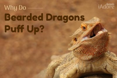 Why Do Bearded Dragons Puff Up