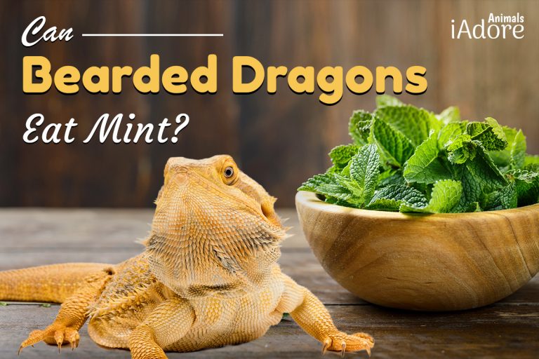Can Bearded Dragons Eat Bananas? 3 Ways To Feed Them iAdoreAnimals
