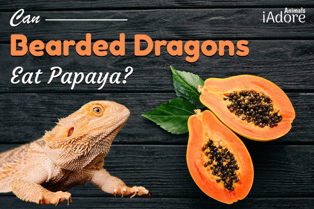 Can Bearded Dragons Eat Bananas? 3 Ways To Feed Them iAdoreAnimals
