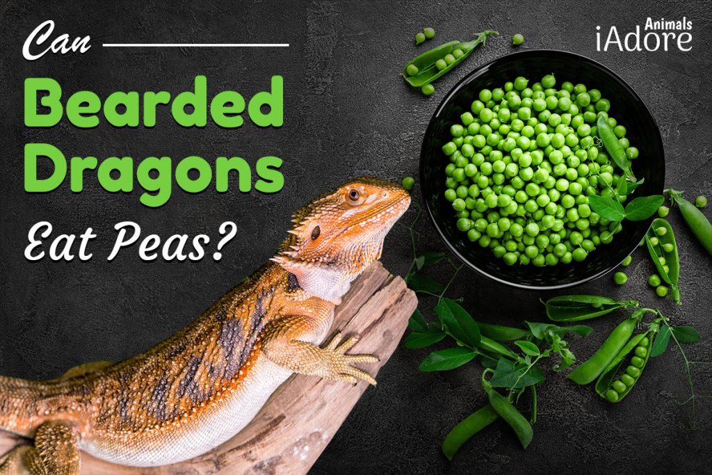 Can Bearded Dragons Eat Bananas? 3 Ways To Feed Them iAdoreAnimals