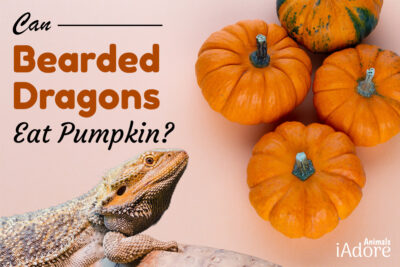 can bearded dragons eat pumpkin