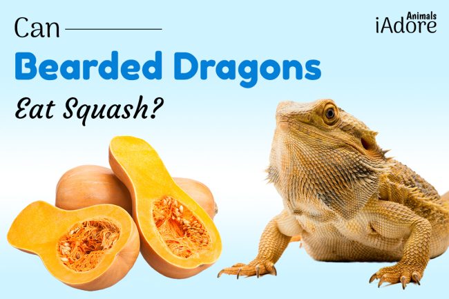 Can Bearded Dragons Eat Squash? 7 Benefits | Full Guide
