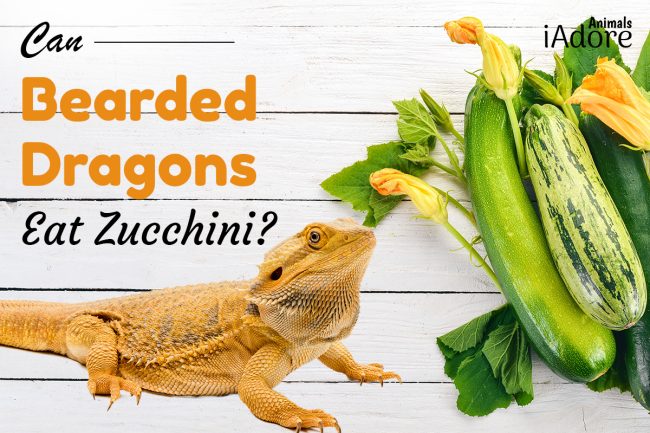 Can Bearded Dragons Eat Zucchini? 8 Benefits | Full Guide