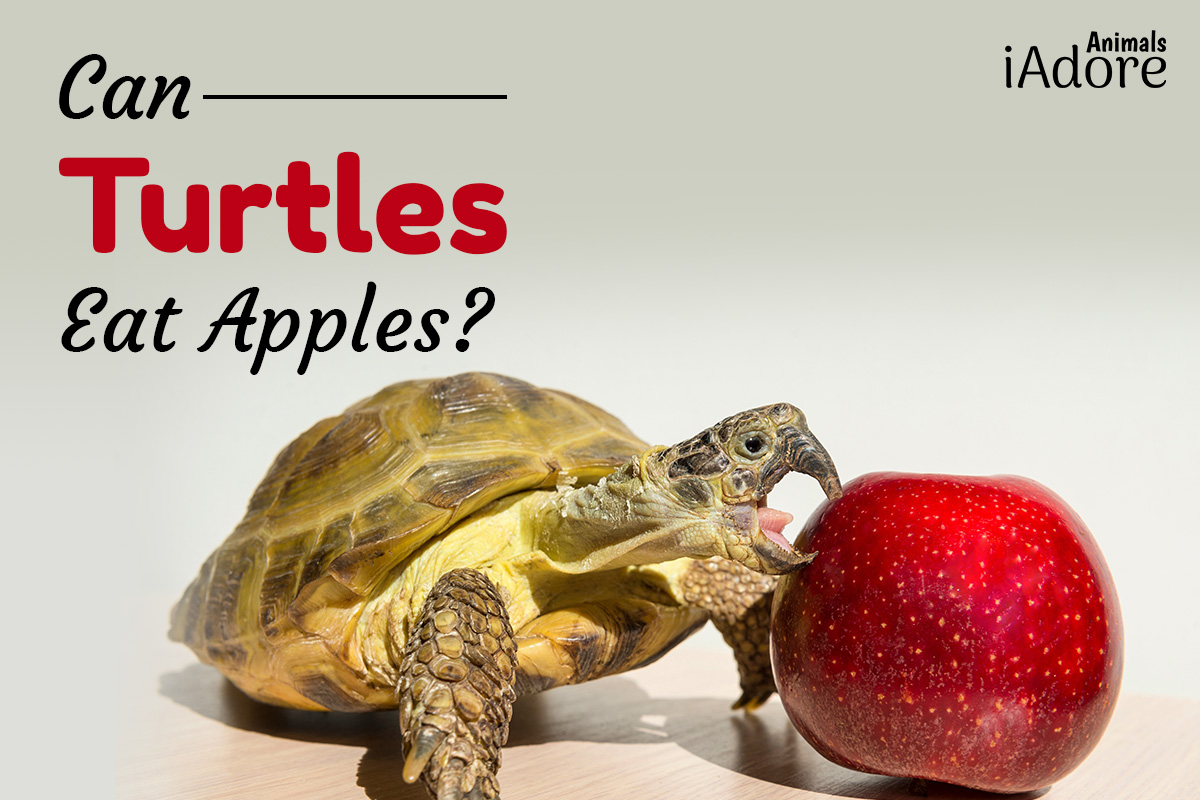 can turtles eat apples