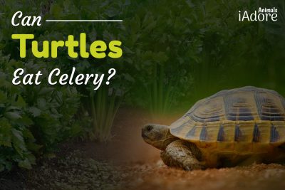 can turtles eat celery