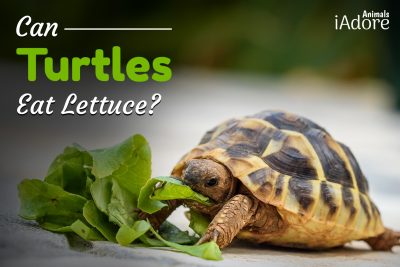 Can Turtles Eat Lettuce? 3 Benefits | Full Guide