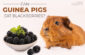 can guinea pigs eat blackberries