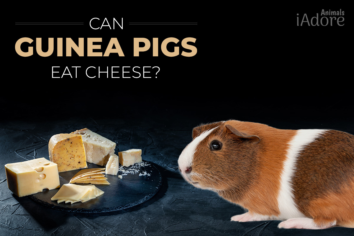 can guinea pigs eat cheese