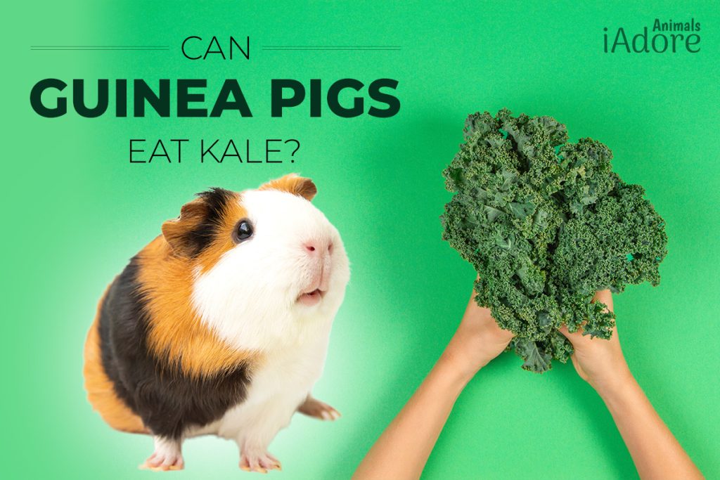 Can Guinea Pigs Eat Kale? 9 Benefits Full Guide iAdoreAnimals