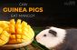 can guinea pigs eat mango