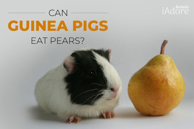 Can Guinea Pigs Eat Pears? 4 Benefits | Full Guide