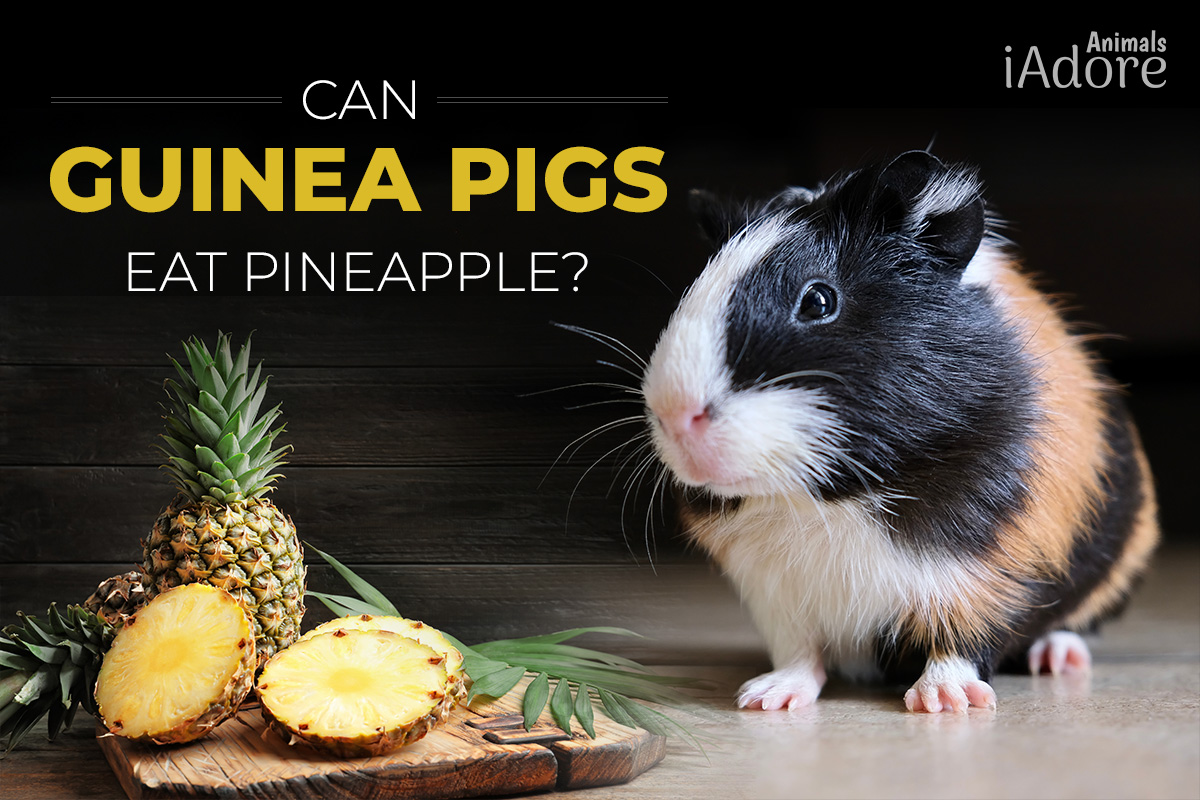 can guinea pigs eat pineapple