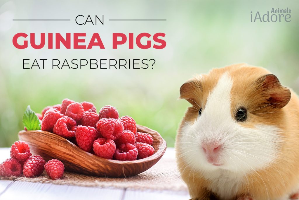 Can Guinea Pigs Eat Raspberries? 5 Benefits Full Guide iAdoreAnimals