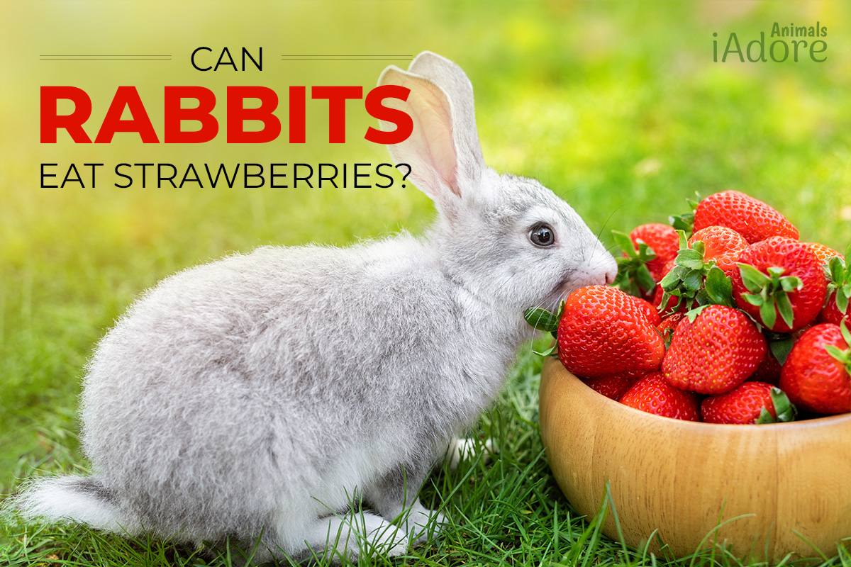 can rabbits eat strawberries