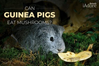 can guinea pigs eat mushrooms