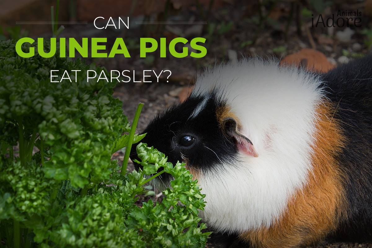 can-guinea-pigs-eat-parsley