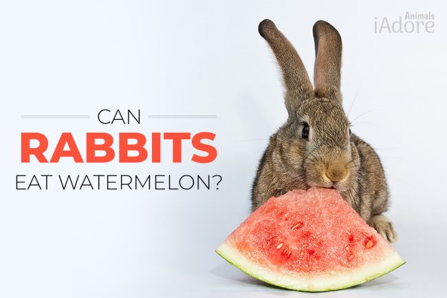 Can Rabbits Eat Watermelon? 5 Benefits | Full Guide